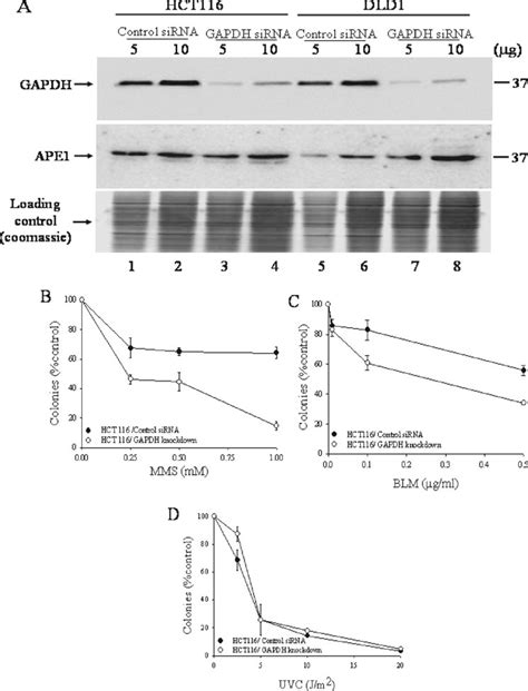 GAPDH depletion influences survival of mammalian cells following ...