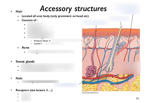 HUBS192 Accessory structures Diagram | Quizlet