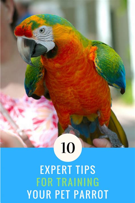 Parrot Training: 10 Experts Reveal Their Tricks for New Pet Owners