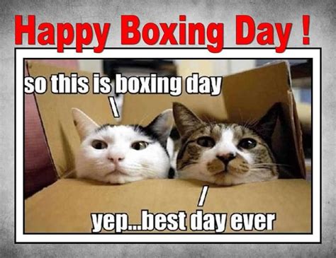 Boxing Day | Cat quotes funny, Funny animal quotes, Cute cats