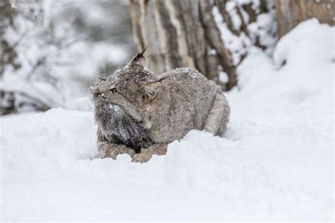 Bobcat in the Snow stock photo. Image of brown, feline - 101832438