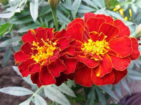 French marigold Safari Red seeds available seedsnpots.com