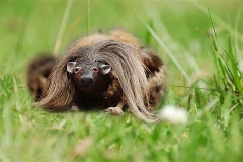 What is Haggis made of? Is it Scottish? Why is it banned in the US?