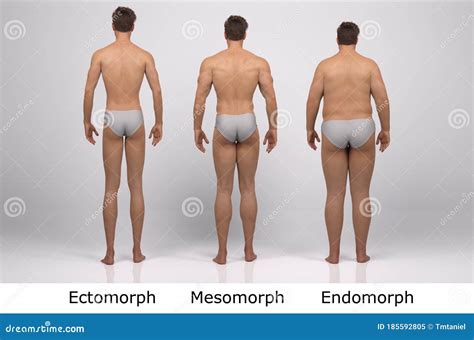 3D Render : the Portrait of Male Body Type : Ectomorph, Mesomorph ...