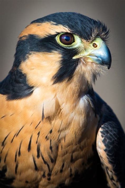 Aplomado Falcon | Raptors bird, Beautiful birds, Birds of prey