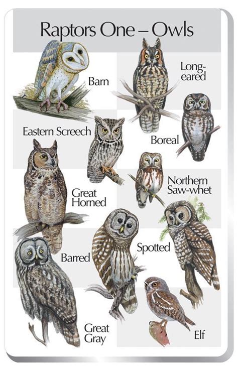 Image result for elf owl size comparison | Owl, Owl pictures, Barred owl