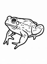 20  Toad Coloring Pages Free Printable PDF & Online sketch template