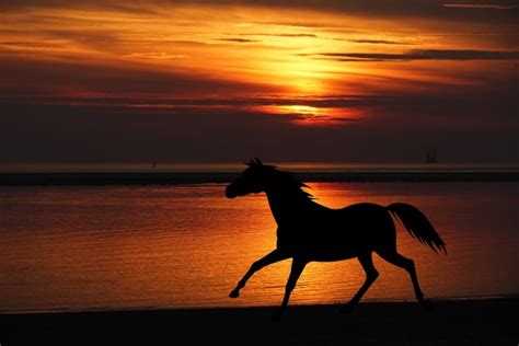 Silueta del caballo Sunset Beach Stock de Foto gratis - Public Domain ...