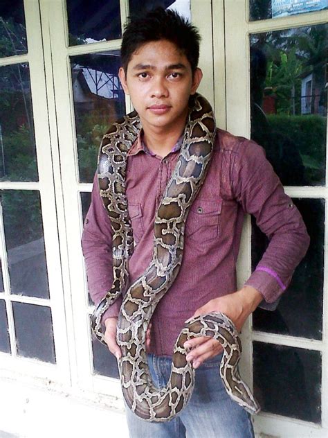 HoBi KiTa PuRBaLiNgGa: Ular Sanca Bodo (Python Molurus)