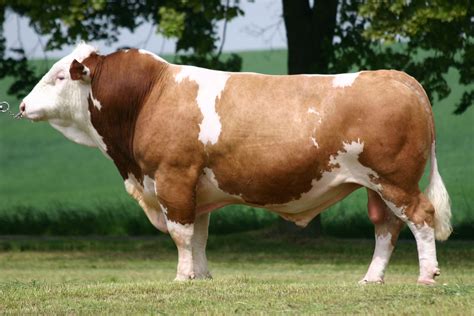 Simmental Bull | Cattle, Most beautiful animals, Beef cattle