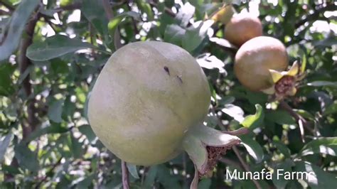 Anar Farming Business #Anar ki kashat#pomegranate cultivation. - YouTube