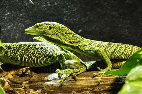 Types Of Pet Lizards