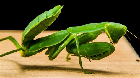 Free Images : leaf, green, praying mantis, insect, fauna, invertebrate ...