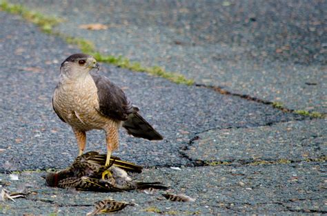 Hawk with its prey : r/natureismetal