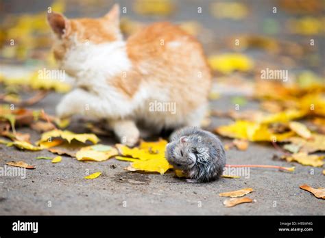 Game of cat and mouse Stock Photo - Alamy