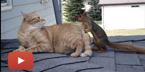 Cat And Squirrel Play Together - Love Meow