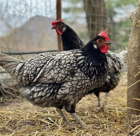 Andalusian Chicken: Eggs, Height, Size and Raising Tips