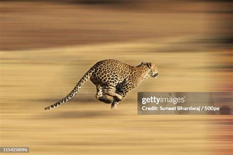 468 Leopard Running Stock Photos, High-Res Pictures, and Images - Getty Images