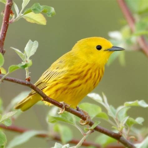 The Top 10 Most Commonly Seen Birds in Acadia National Park – Nature ...