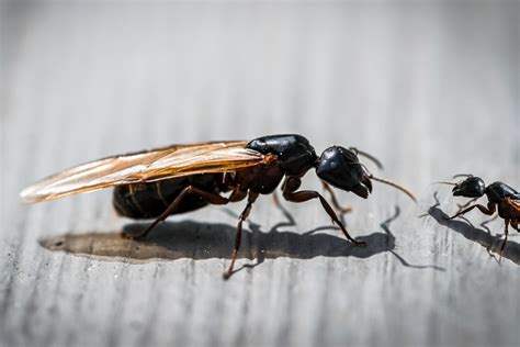 Carpenter Ant What Causes Flying Ants In Your House - Picture Of Carpenter