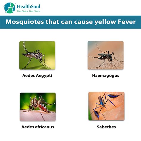 Yellow Fever: Symptoms and Treatment – Healthsoul