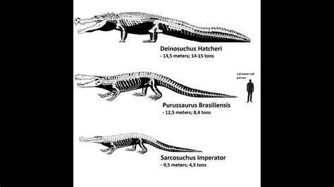 Deinosuchus, Purussaurus, and Sarcosuchus size comparison - YouTube