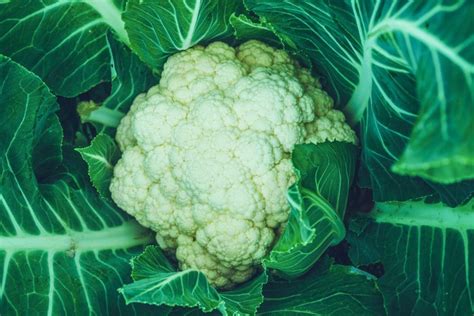 When to Plant Cauliflower » Timing Matters