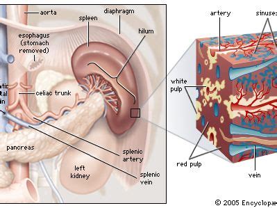 Anatomy Of Spleen