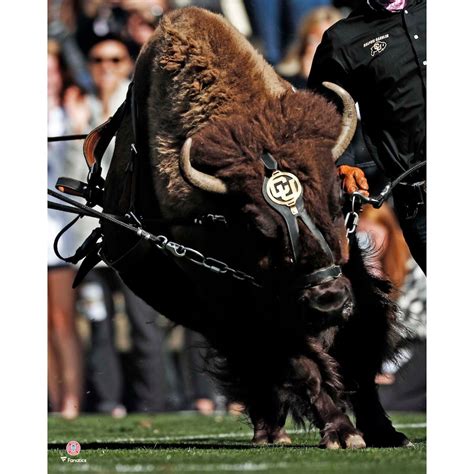 Colorado Buffaloes Unsigned Ralphie Running Photograph