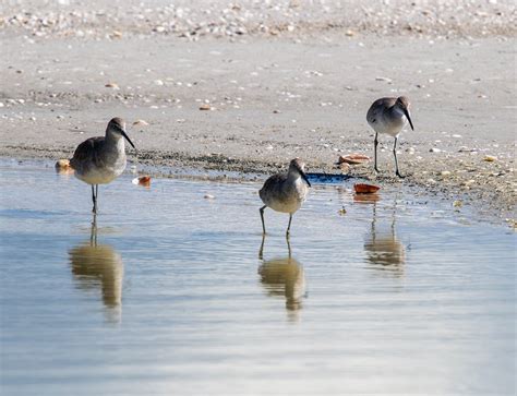 Florida shorebirds - Requesting ID - Help Me Identify a North American ...