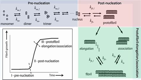 Kinetics of Aβ aggregation pathway. | Download Scientific Diagram