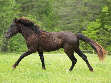 Curly Horse Info, Origin, History, Pictures