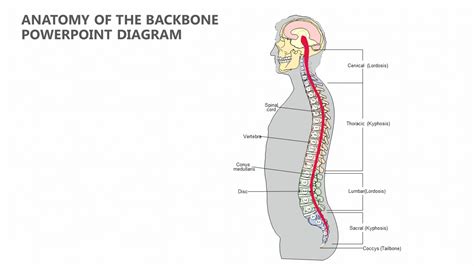 backbone – Liberal Dictionary