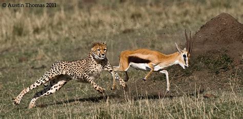 Cheetah chasing Gazelle... by Austin Thomas / 500px