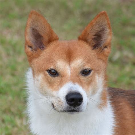 Basenji Shiba Mix