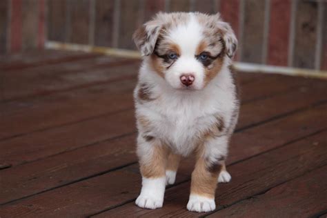 red-merle-australian-puppy-for-sale - Canyon Creek Aussies