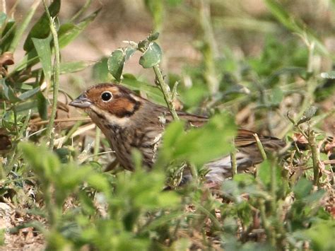 Little Bunting | KuwaitBirds.org