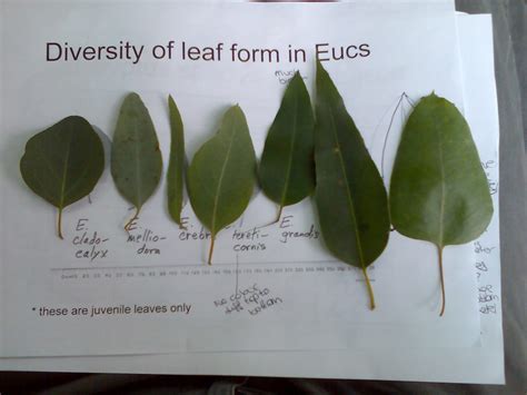 Management of Eucalyptus Species - Species Management - Forestrypedia