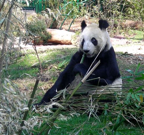 Alfonso Herrera Chapultepec Zoo - Pro Bosque Chapultepec