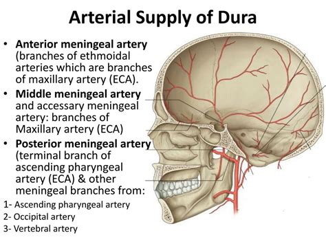 PPT - The Meninges PowerPoint Presentation, free download - ID:4876527