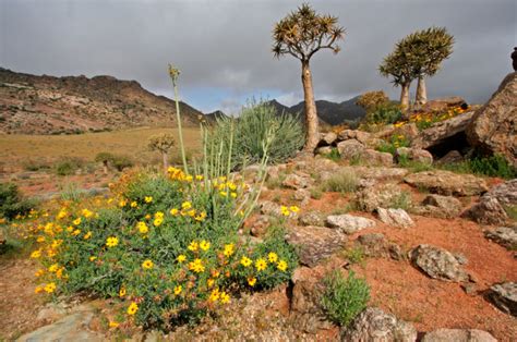 Namaqua National Park | South African History Online