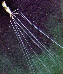 巨鰭魷魚 - 维基百科，自由的百科全书