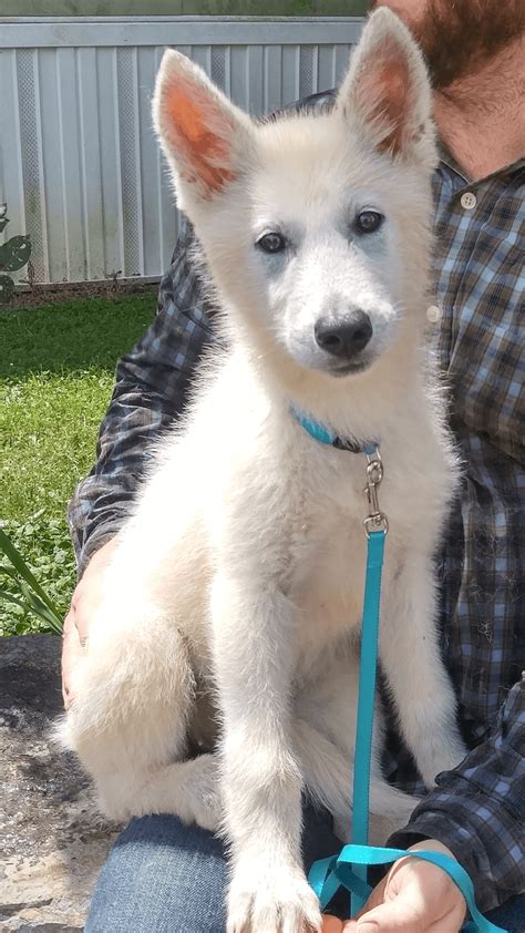 Wolfdog Puppies For Sale | Elizabethton, TN #278340