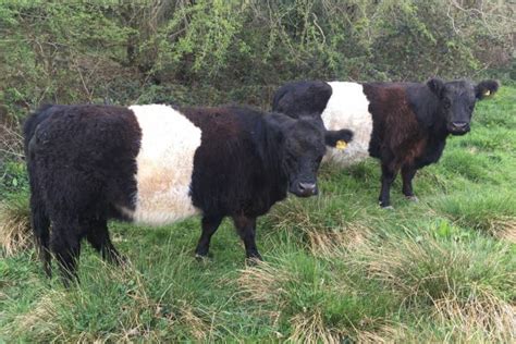 4 Belted Galloway In-Calf Breeding Cows - SellMyLivestock