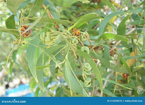 Acacia Aneura Seed Also Called Mulga, True Mulga, Akasia with a Natural Background Stock Photo ...