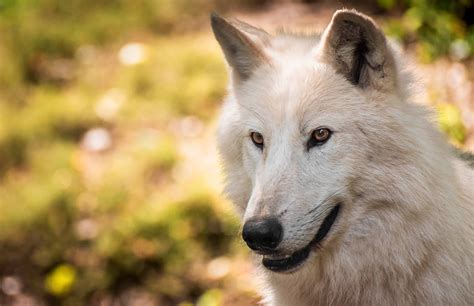 Hd Arctic Wolf Picture - Infoupdate.org