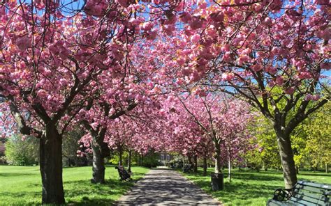 London's Best Cherry Blossom | London On The Inside