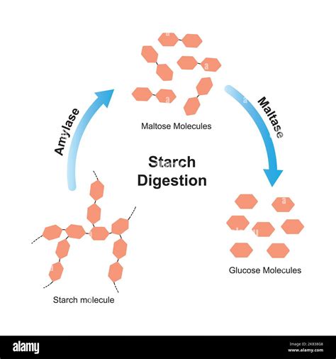 Scientific Designing of Starch Digestion. Amylase and Maltase Enzymes ...