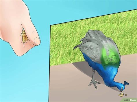 How to Care for Peacocks | Animal breeding, Pets, Care