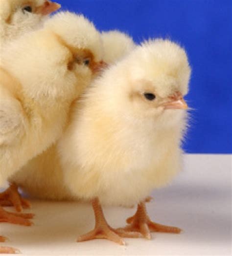 Buff Laced Polish Chicken - Chicks for Sale | Cackle Hatchery®